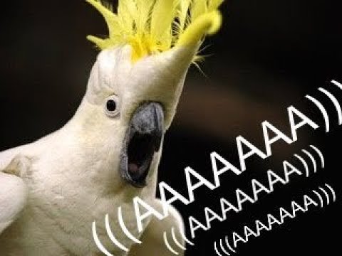 AAAAAAAAA bird